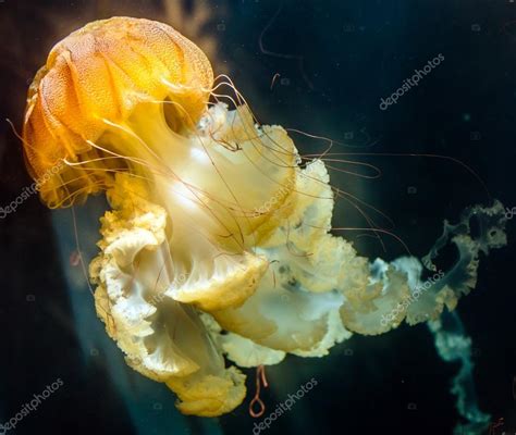 Sea nettle jellyfish Stock Photo by ©Xalanx 125030218