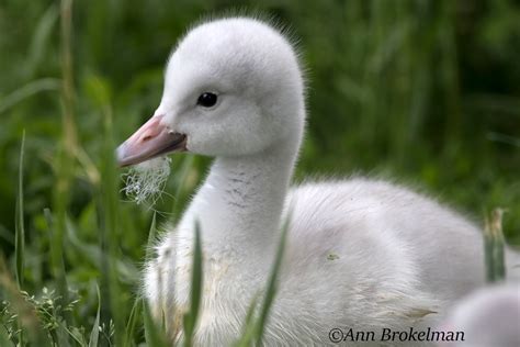 Ann Brokelman Photography: Trumpeter Swan Babies born June 1, 2016