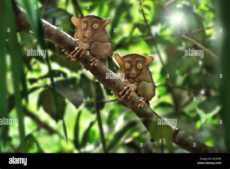 Tarsier, Chocolate Hills, Bohol Island, Visayas, Philippines Stock ...