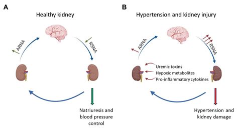 Blood Pressure Regulation Diagram