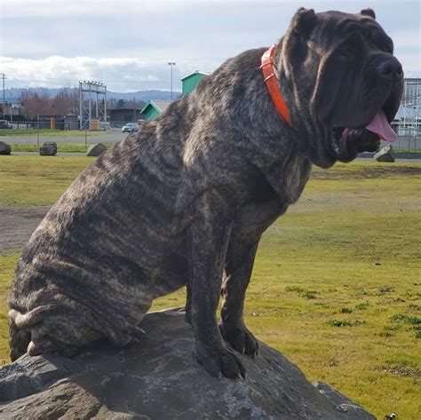 American Molossus pup Old World Opal at 1 year Check us out at www ...