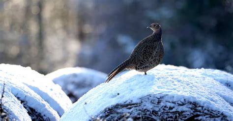 North East weather forecast for Sunday as fourth snow and ice warning ...