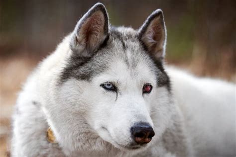 Siberian Husky Dog with Eye Injury Close Up Portrait Beautiful Husky Dog with Black White Coat ...