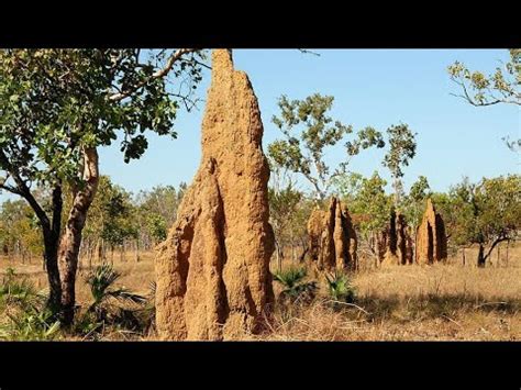 Termite Documentary - YouTube