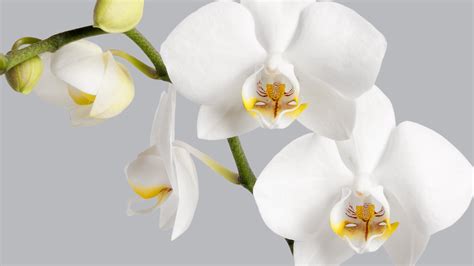 White Orchids | Pimp Your Kitchen