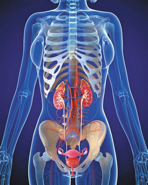 What’s causing bladder pain or burning? - Harvard Health