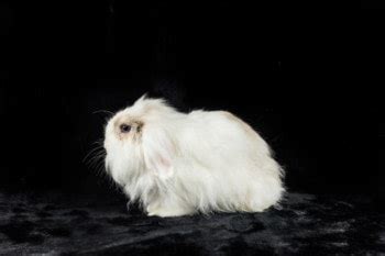 26 Black and White Rabbit Breeds (With Pictures) | Pet Keen