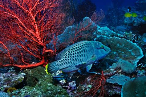 The Humphead wrasse: one of the world’s most endangered coral reef fish, and a delicacy for ...