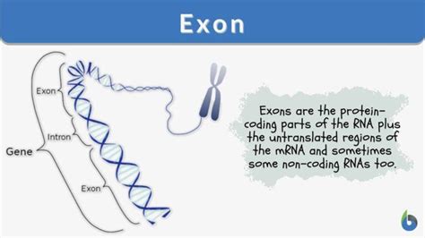 Exon Definition and Examples - Biology Online Dictionary