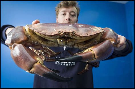 Giant edible crab named 'Popeye' found - Mirror Online