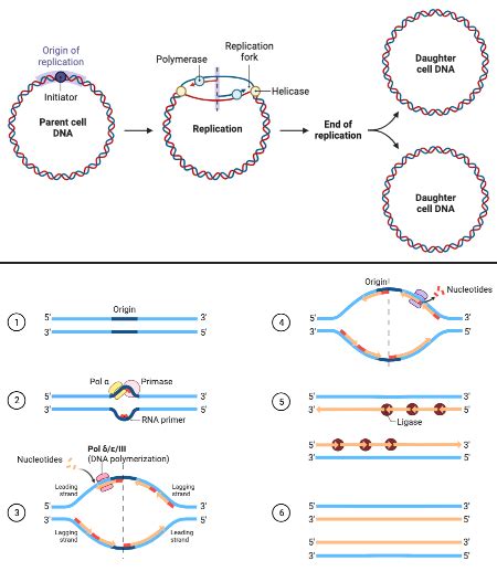 Comparing and Contrasting DNA Replication in Eukaryotes & Prokaryotes Practice | Biology ...