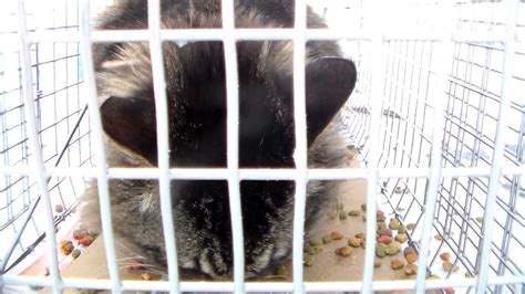 Stray Feral Cat Trapping Trap-Neuter-Return. - YouTube