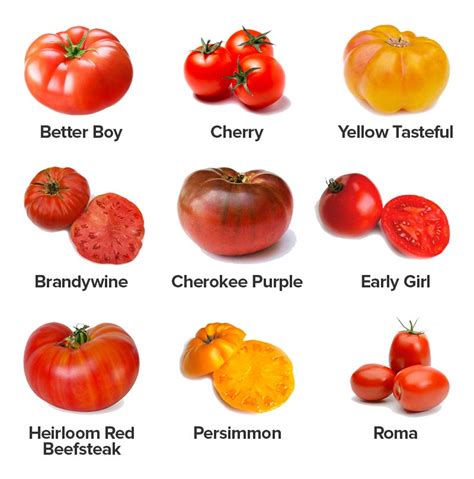Growing Tomatoes: Beginner's Guide to Planting Tomatoes