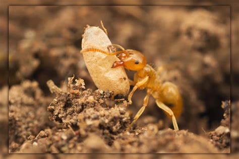 Top 10 Natural Ways to Get Rid Of Ants In Garden | PestWeek