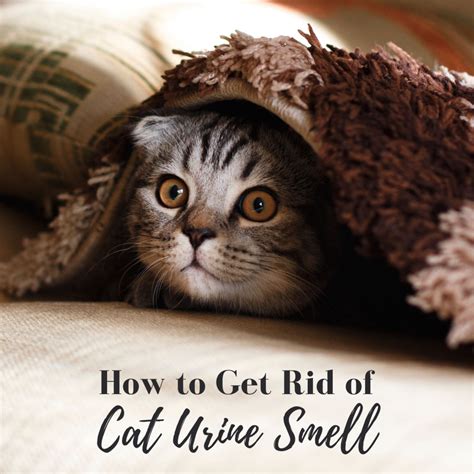 How to Eliminate Cat Urine Smell - HubPages