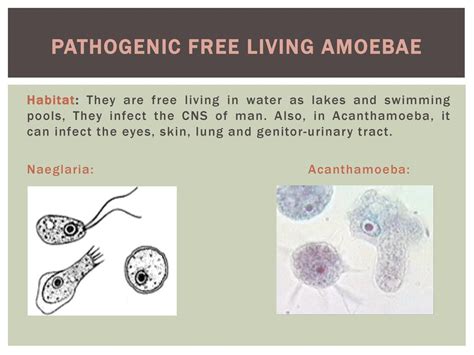 Parasitic and free living amoeba - ppt download