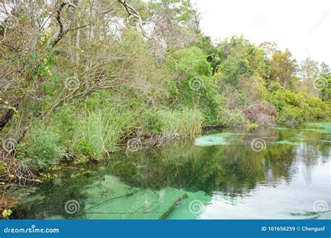 Weeki Wachee Springs State Park Stock Image - Image of brilliant ...