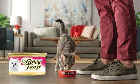 Cat Food Delivery Service: Nutritious, Delicious Food For Your Pawrrfect Partner!