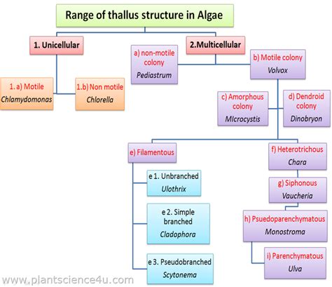 Plant Science 4 U | Plant science, Algae, Science notes