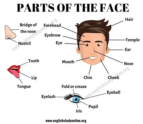 Parts of the Face: List of Useful Face Parts Vocabulary in English - English Study Online