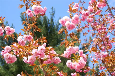 Kwanzan Cherry Trees: Facts About a Japanese Classic