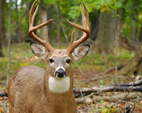 Maine Deer Hunting: Tips for Bagging a Brute – Hunting Retreat in Maine ...