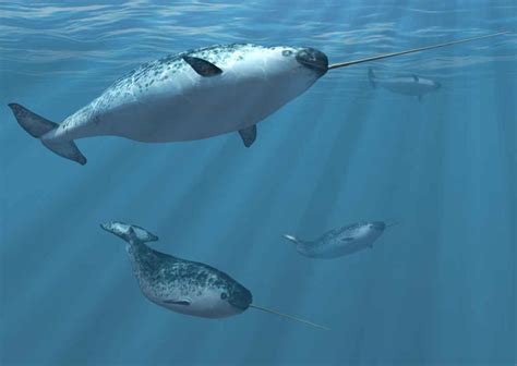 Narwhal Tusk Mystery Solved by New Drone Video