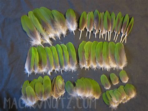 Amazon Parrot Feathers