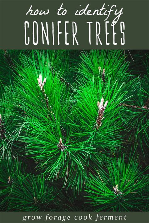 How to Identify Conifer Trees: Pine, Fir, Spruce, Juniper & More