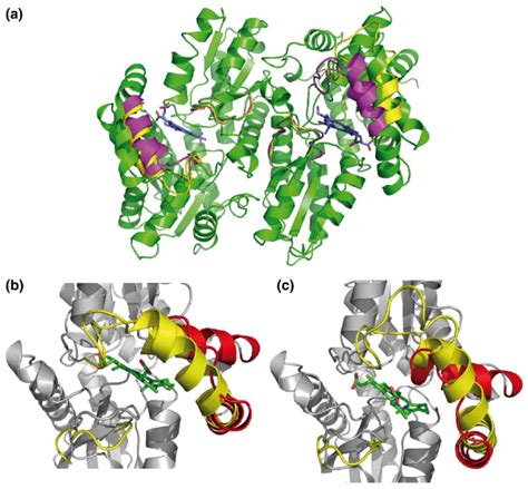 Porphyrin binding and distortion and substrate specificity in the ferrochelatase reaction: the ...