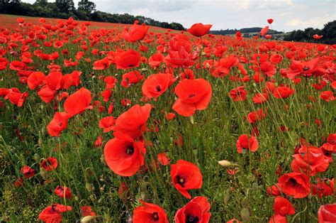 Local businesses host National Poppy Day May 26 | The Observer