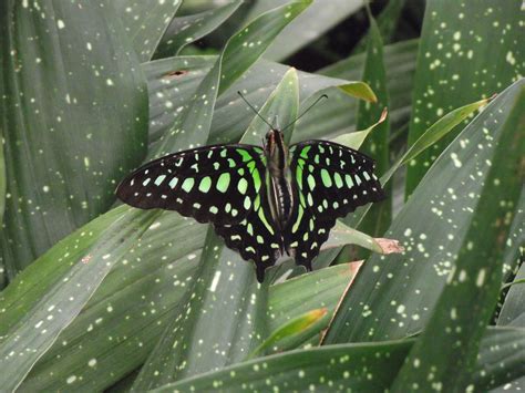 Butterfly in Niagara Falls | Niagara falls, Plant leaves, Niagara