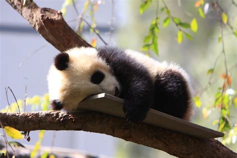 Cute Baby Panda Photos, Videos, and Facts - Animal Hype