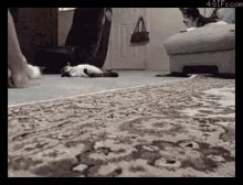 Chill Cat GIFs | Tenor