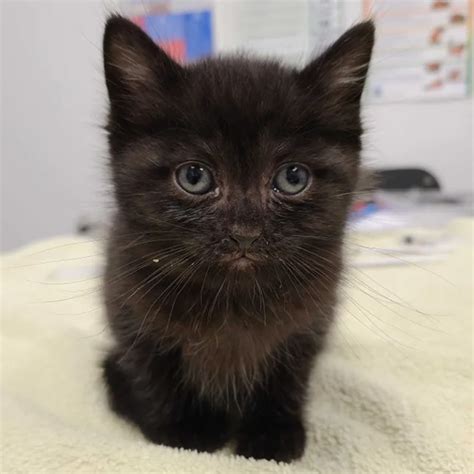 'Most Responsible Kitten in the World' –Binx Looks After Abandoned Litter