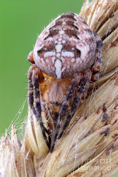 Cross Orbweaver Spider Photograph by Ozgur Kerem Bulur/science Photo Library - Pixels