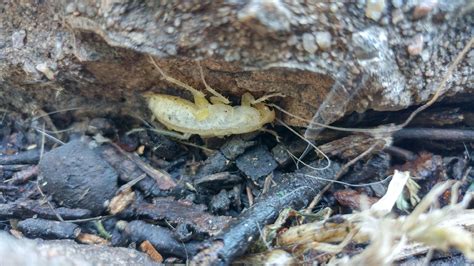 🔥 Albino Roach 🔥 : r/NatureIsFuckingLit