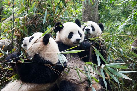 Asia Travel Guide: The Giant Pandas, Chengdu