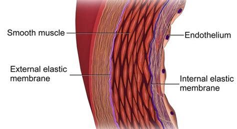 Endothelial Cells as Blood Vessel Barriers Research