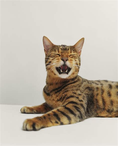 Bengal Cats: The Beautiful Wild Cat Hybrid | Bengal cat, Hybrid cat, Tiger cat breed