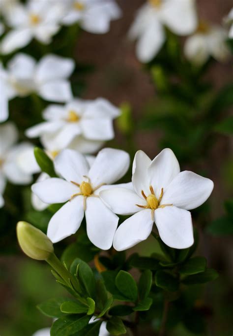 All You Need to Know About Growing Gardenias Indoors - Gardenerdy