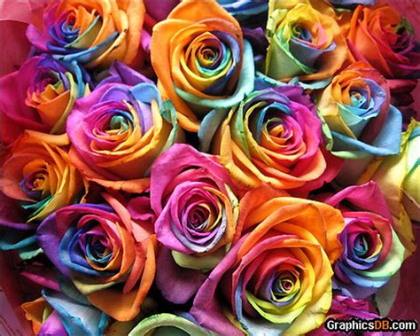 natural: Rainbow Roses: All Colors in One Rose