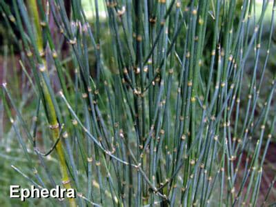 The Ephedra Controversy: How Chinese Medicine uses Ephedra safely ...