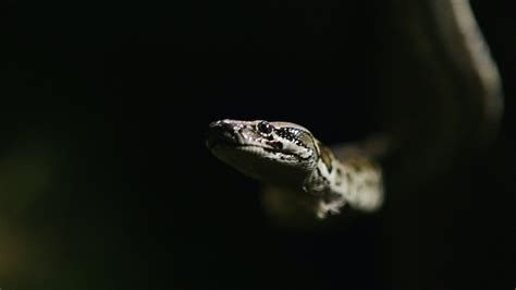 Pythons of the Everglades — THE BITTER SOUTHERNER