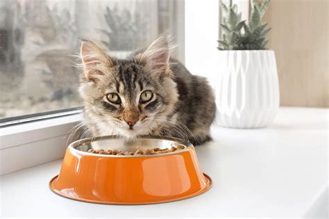 22 Facts About Smalls Cat Food - Facts.net