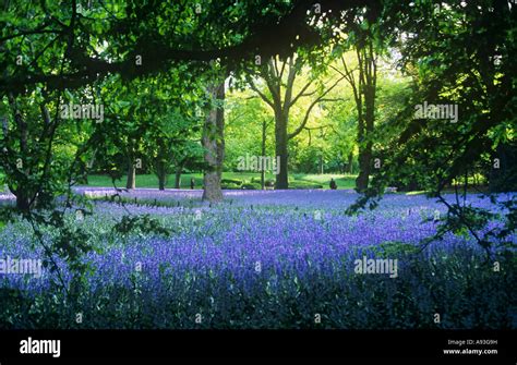 Bluebells in Brooklyn Botanic Gardens Prospect Park Brooklyn New York USA Stock Photo - Alamy