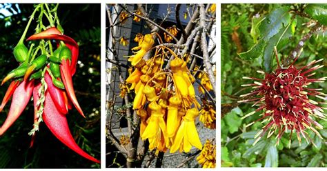 Dust on My Feet: The Native Flowers of New Zealand