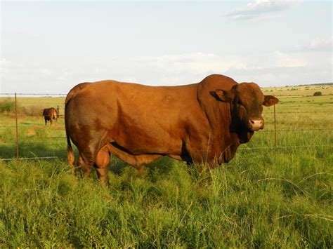 Beefmaster Cattle, South Africa