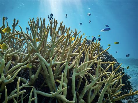 Ocean acidification a big problem — but not for coral reef fish behaviour