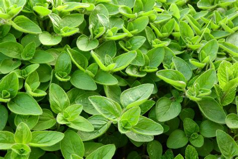 Marjoram: How to Plant, Grow, and Care for Marjoram | The Old Farmer's ...